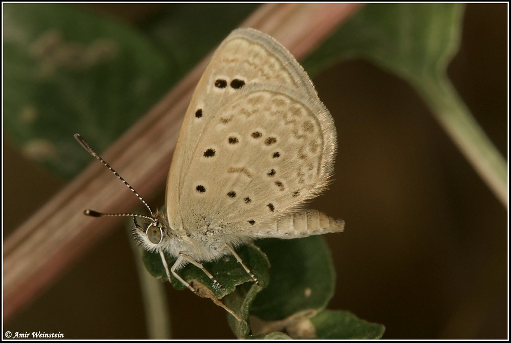 Lycanidae d''Israele - Zizeeria spp.